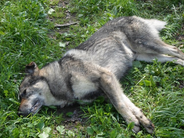 В Селятино произошло жестокое массовое убийство собак